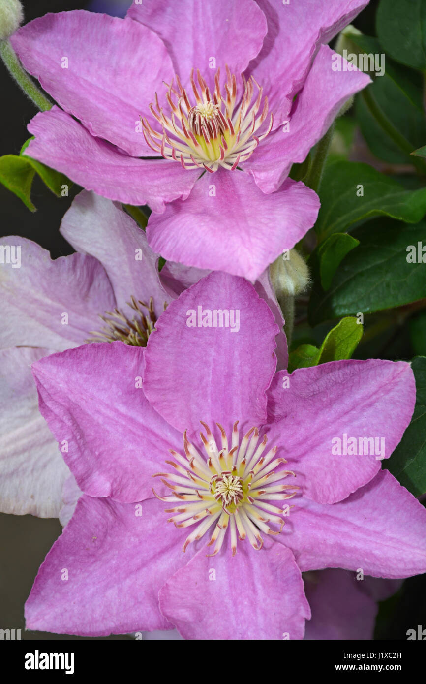 Beau jardin de fleurs clématite violet Banque D'Images