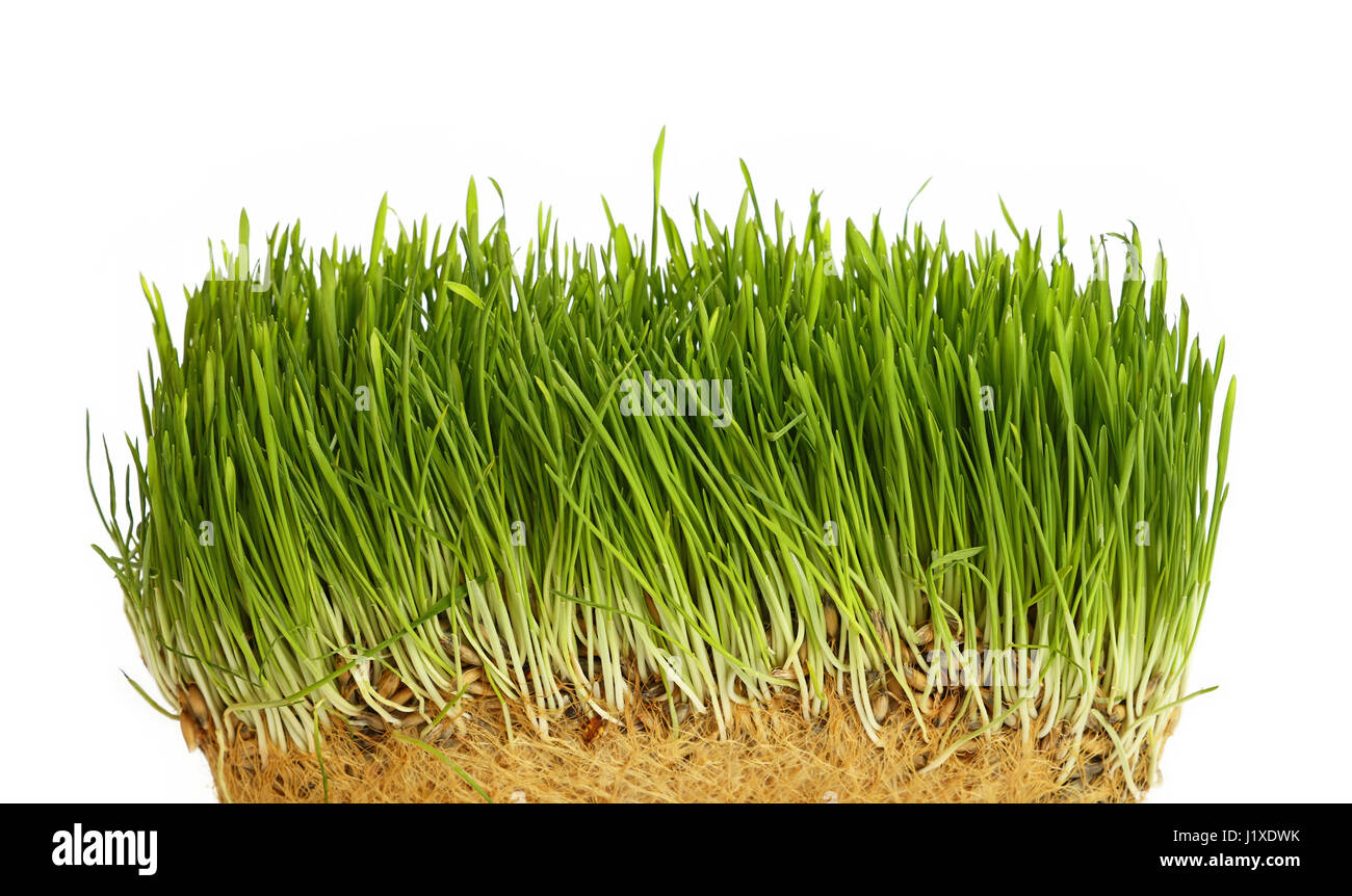 La croissance de l'herbe verte fraîche de printemps structure avec racines, Close up sur fond blanc, low angle view Banque D'Images