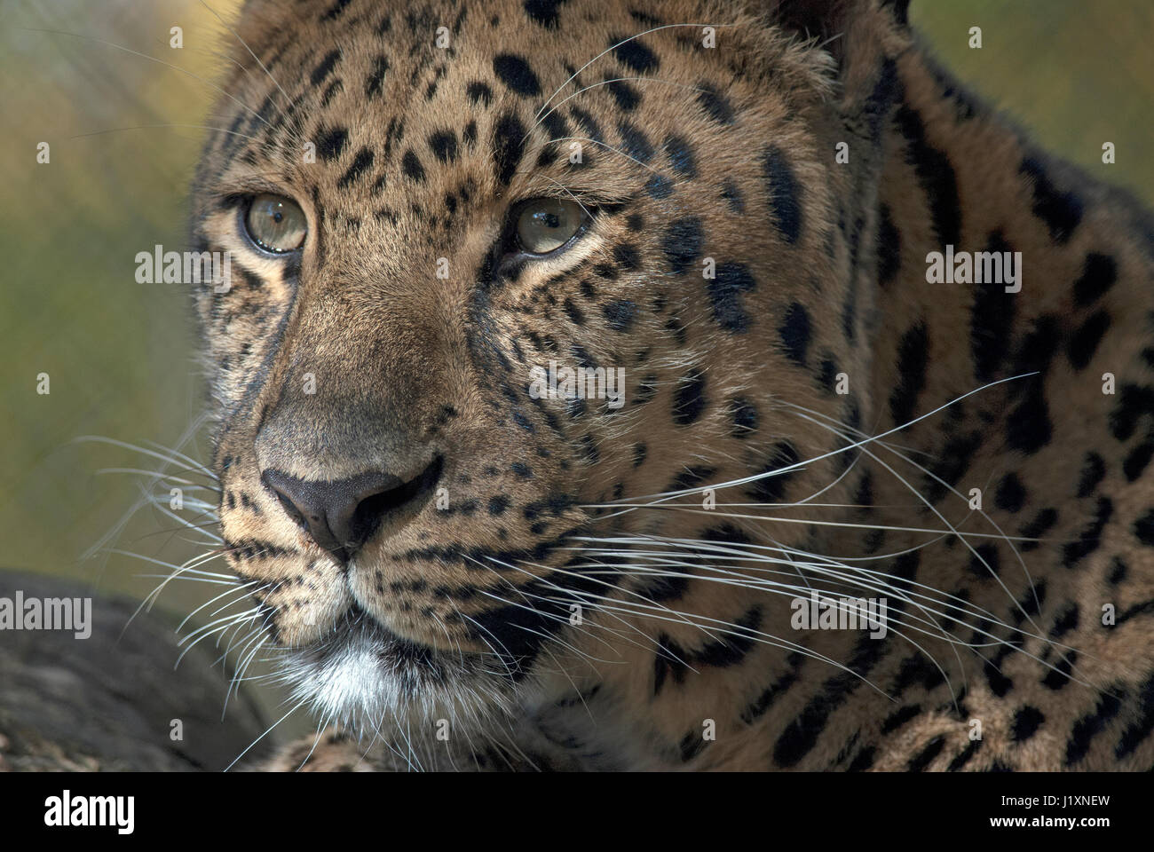 Snow Leopard, Panthera uncia Uncia uncia, Banque D'Images
