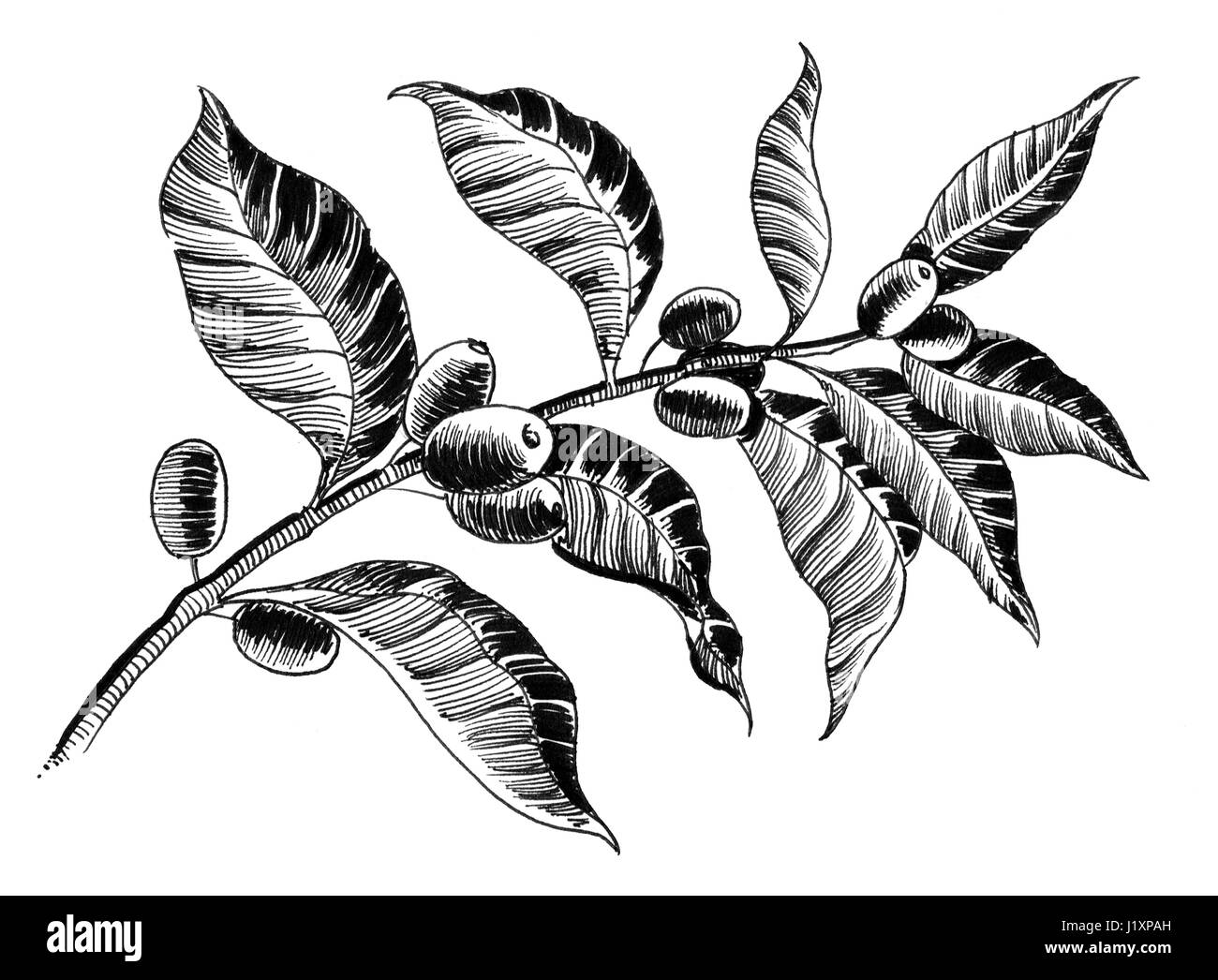 Usine de café Banque D'Images