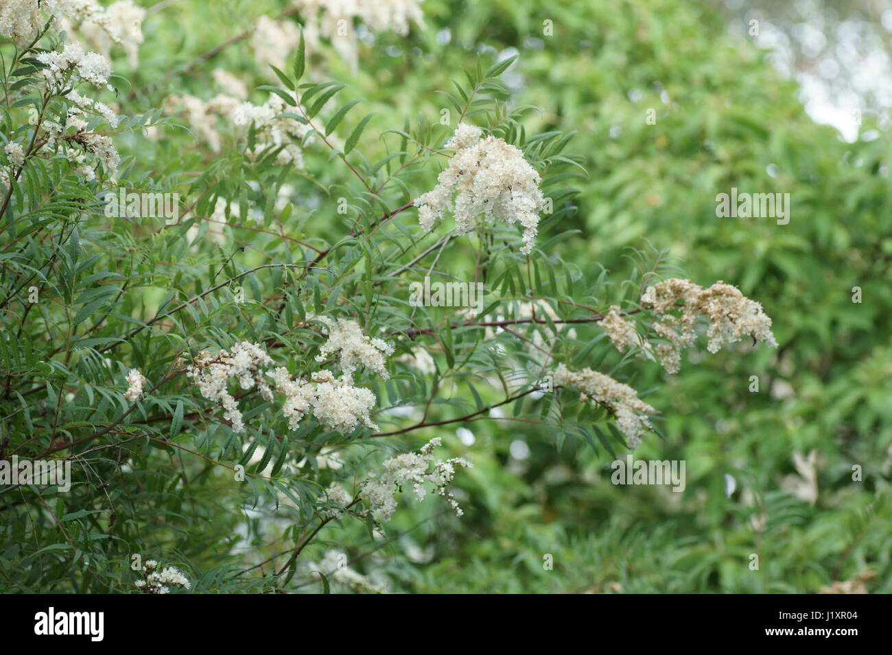 Sorbus tomentosa var angustifolia Banque D'Images