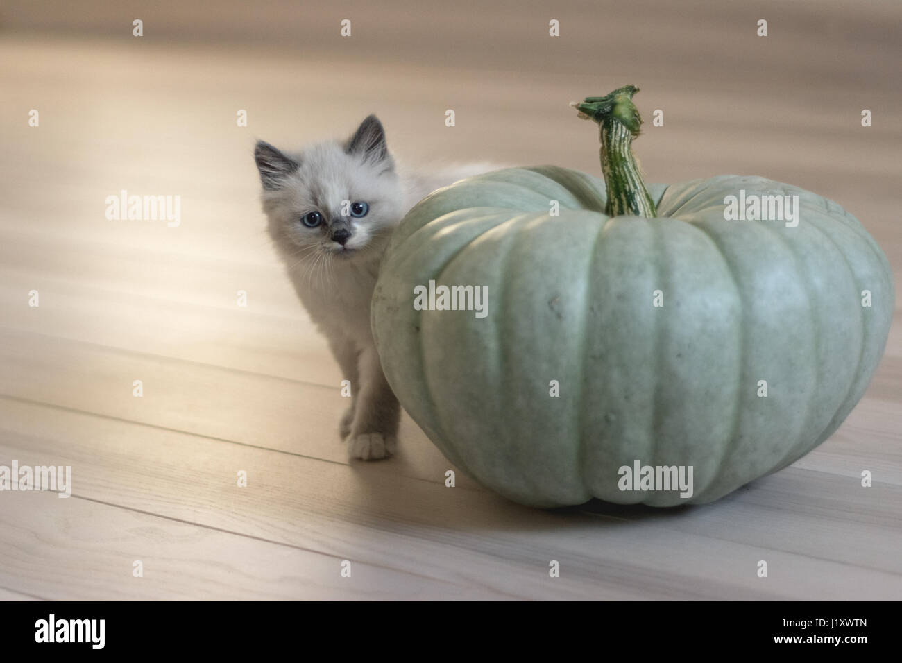 Joli chat de ragdoll avec une grande citrouille verte sur un plancher en bois. Chat avec un pelage clair, des yeux bleu vif, des chaussettes blanches et un spot blanc sur le front. Banque D'Images