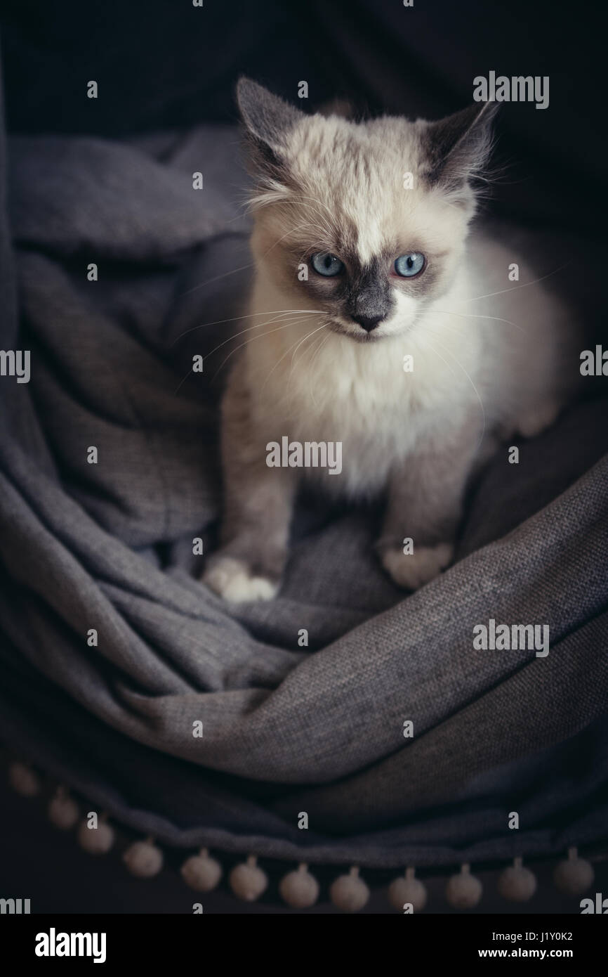 Joli Chat Ragdoll Assis Sur Une Chaise à Bascule Confus