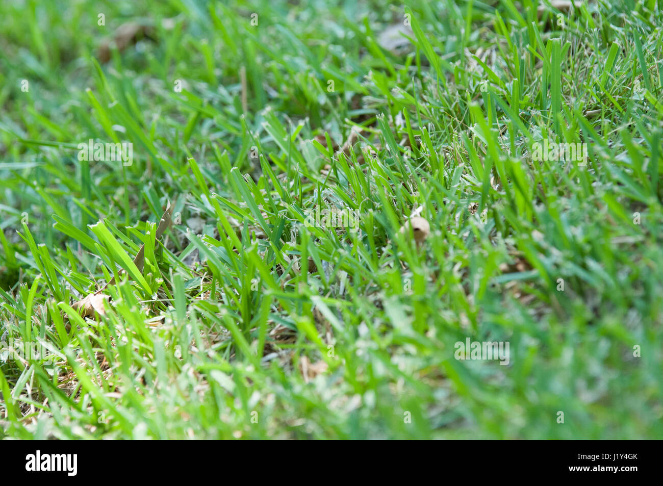Saint Augustine Grass Close Up Photo Stock Alamy