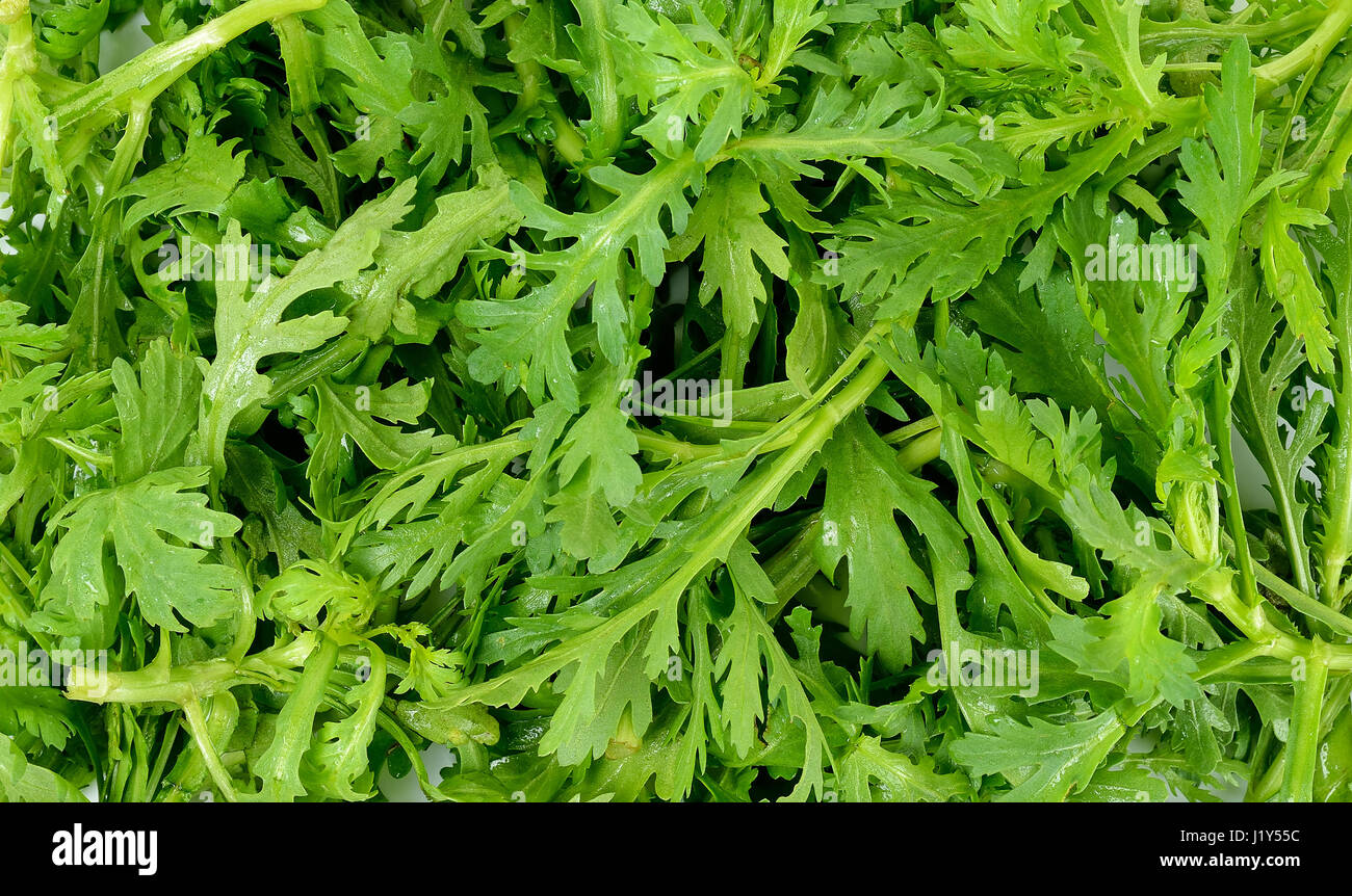 Garland chrysanthème sur le fond blanc. Banque D'Images