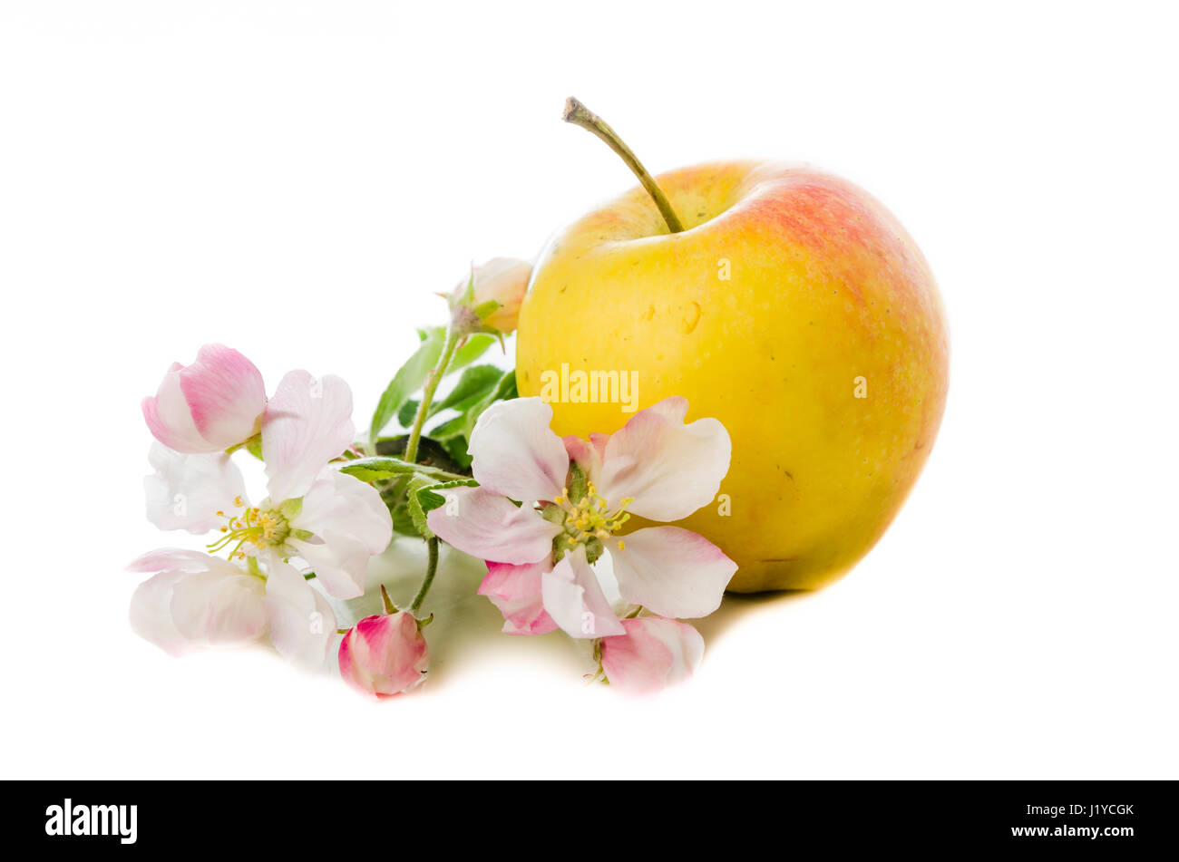 De pomme mûre et d'une branche en fleurs pommier, Isolated on white Banque D'Images