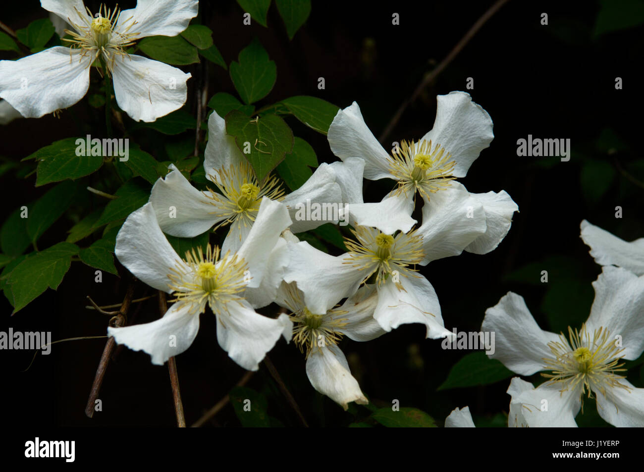Un groupe de clematis fleurs avec pétales blancs à motifs délicatement Banque D'Images