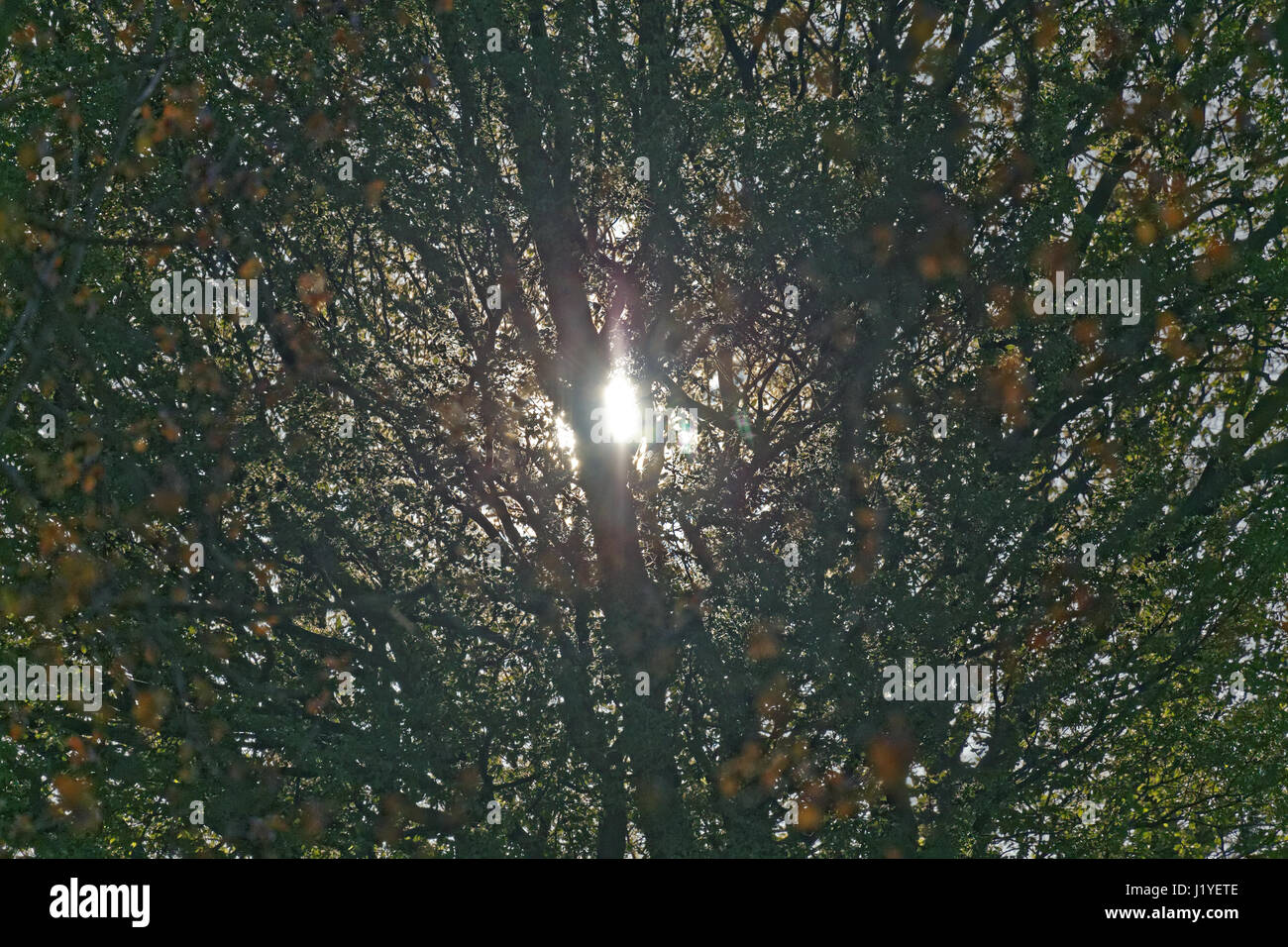 Lumière du soleil à travers les branches d'arbres Banque D'Images