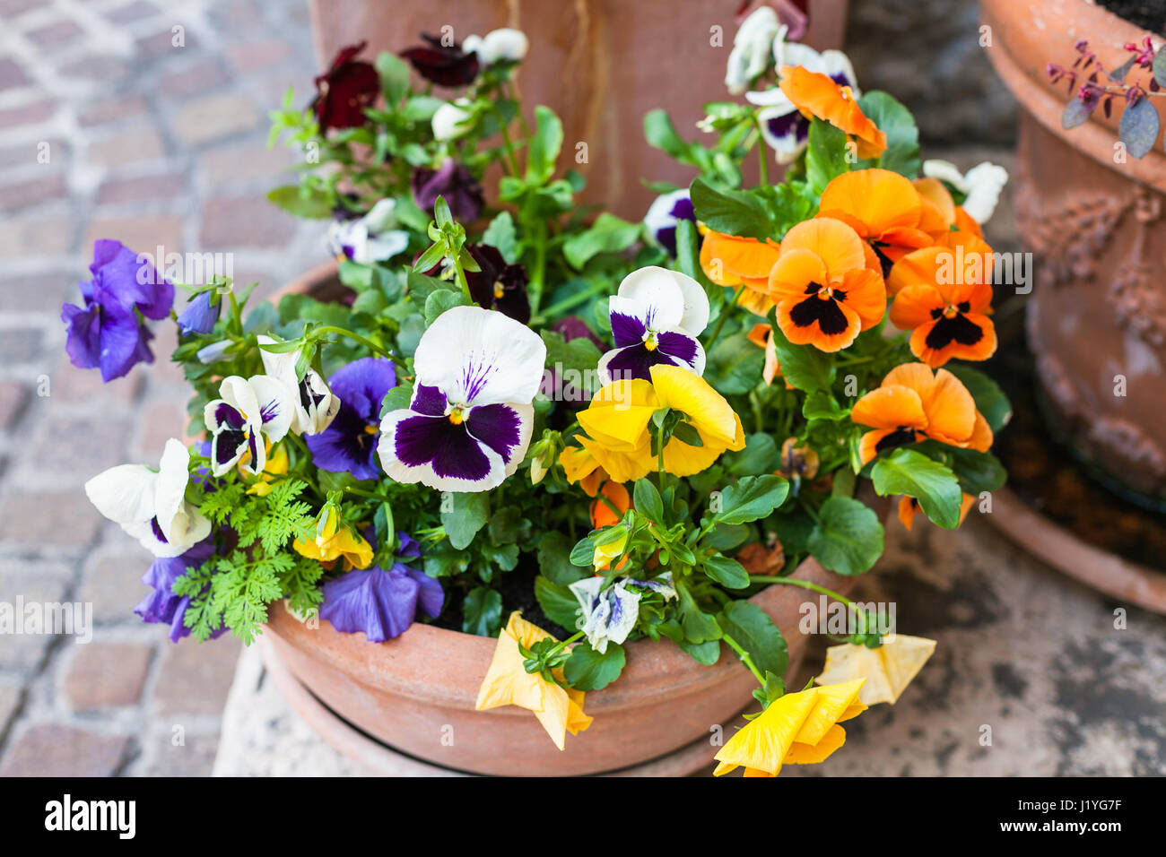 Voyage d'Italie - flowerpod avec des fleurs fraîches sur rue dans la ville de Vérone au printemps Banque D'Images