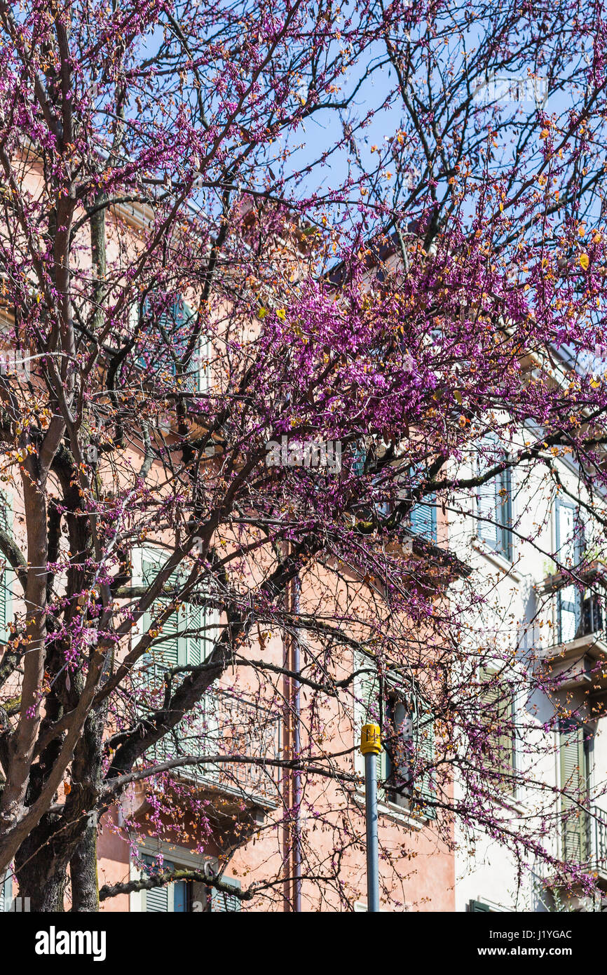 Voyage d'Italie - floraison de Cercis siliquastrum (arbre de Judée) dans la ville de Vérone au printemps Banque D'Images