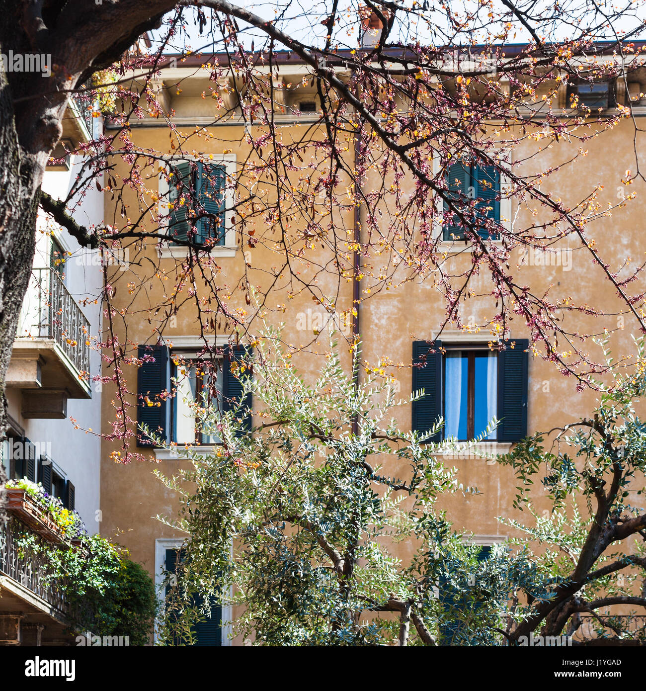 Voyage d'Italie - floraison cercis et acacias sur rue dans la ville de Vérone au printemps Banque D'Images