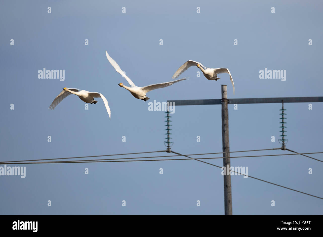 Les cygnes chanteurs survolant l'électricité pylône. Banque D'Images