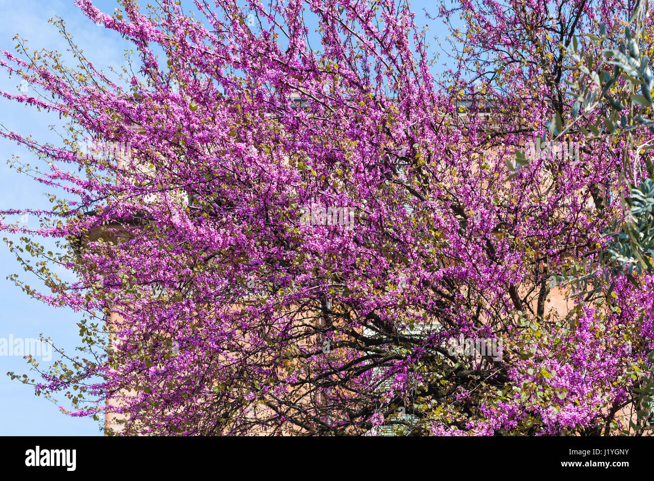 Voyage d'Italie - fleur rose de Cercis siliquastrum (arbre de Judée) dans la ville de Vérone au printemps Banque D'Images
