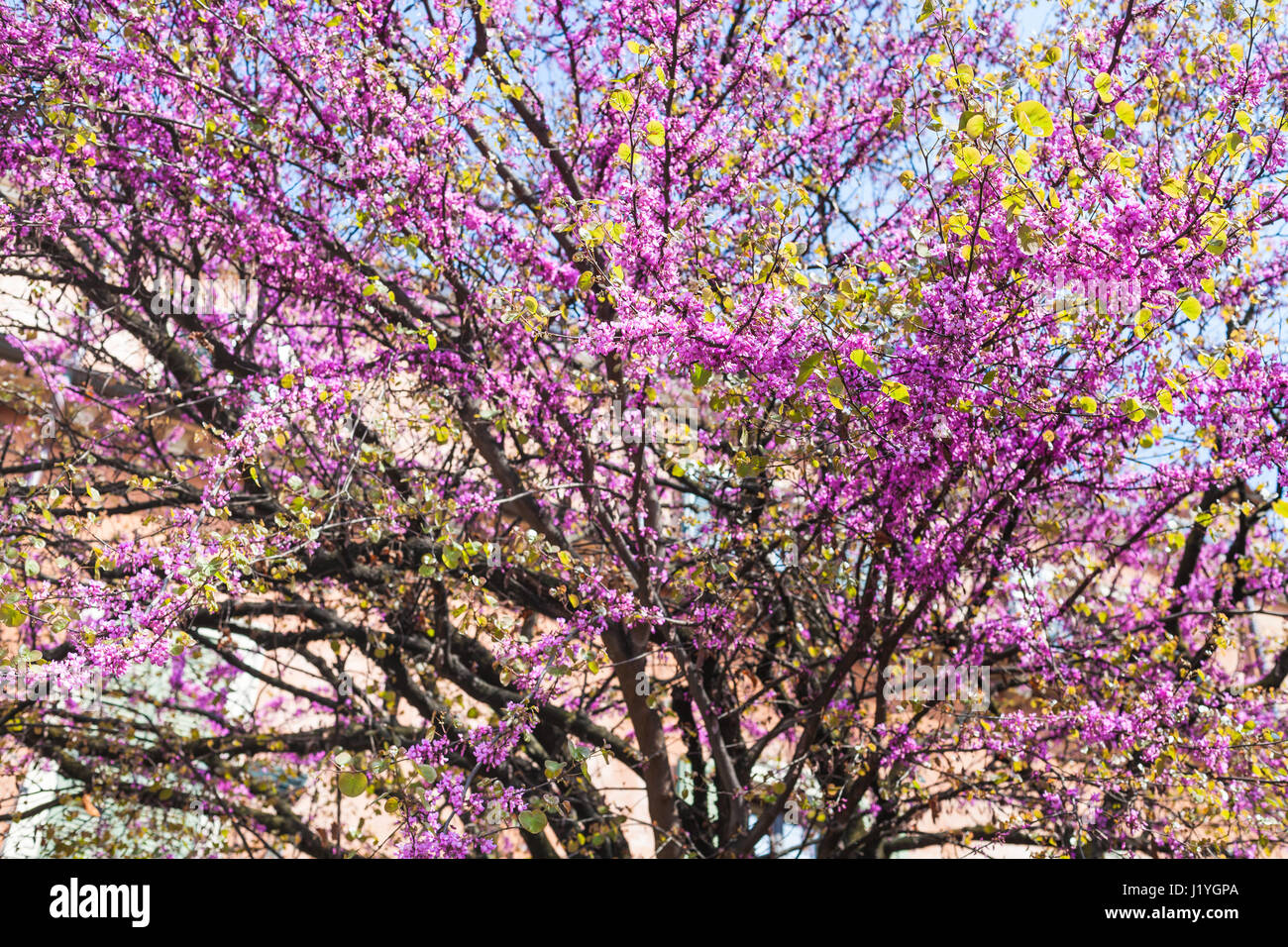 Voyage d'Italie - rose Floraison de Cercis siliquastrum (arbre de Judée) dans la ville de Vérone au printemps Banque D'Images