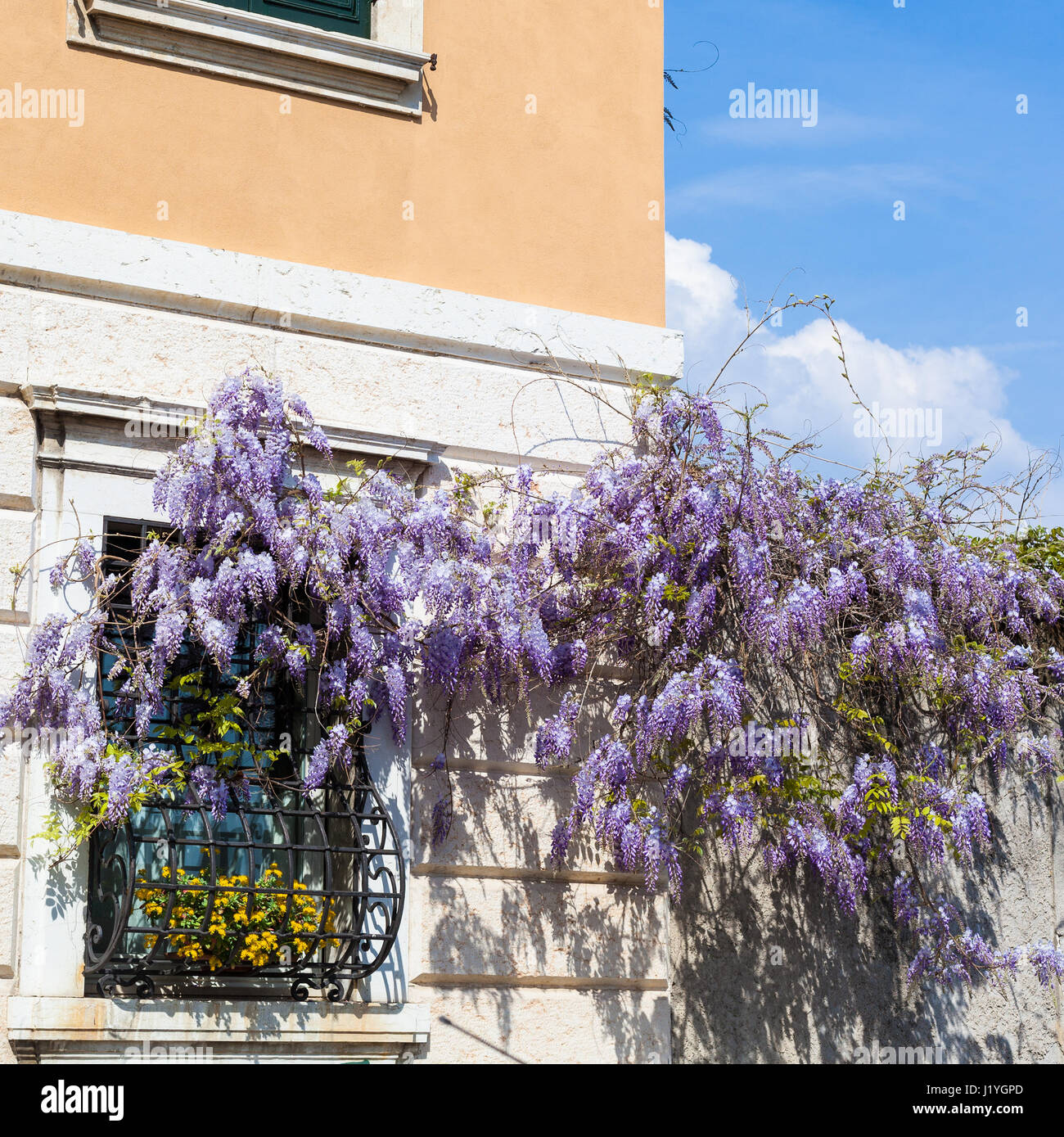 Voyage d'Italie - floraison plante glycine sur mur de maison urbaine dans la ville de Vérone au printemps Banque D'Images