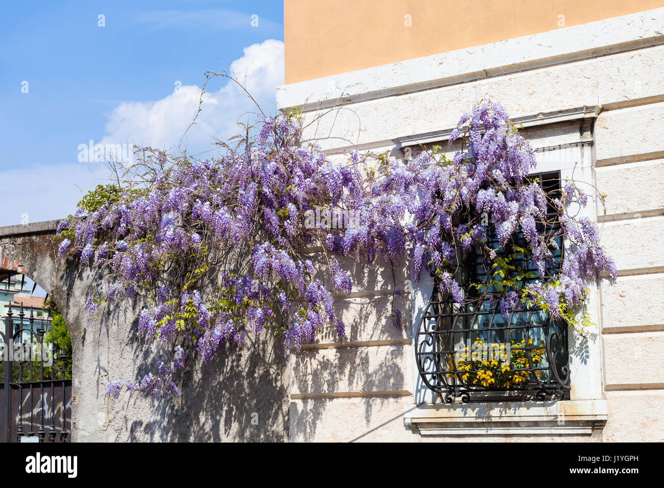 Voyage d'Italie - la floraison des plantes de glycines sur la fenêtre de maison urbaine dans la ville de Vérone au printemps Banque D'Images