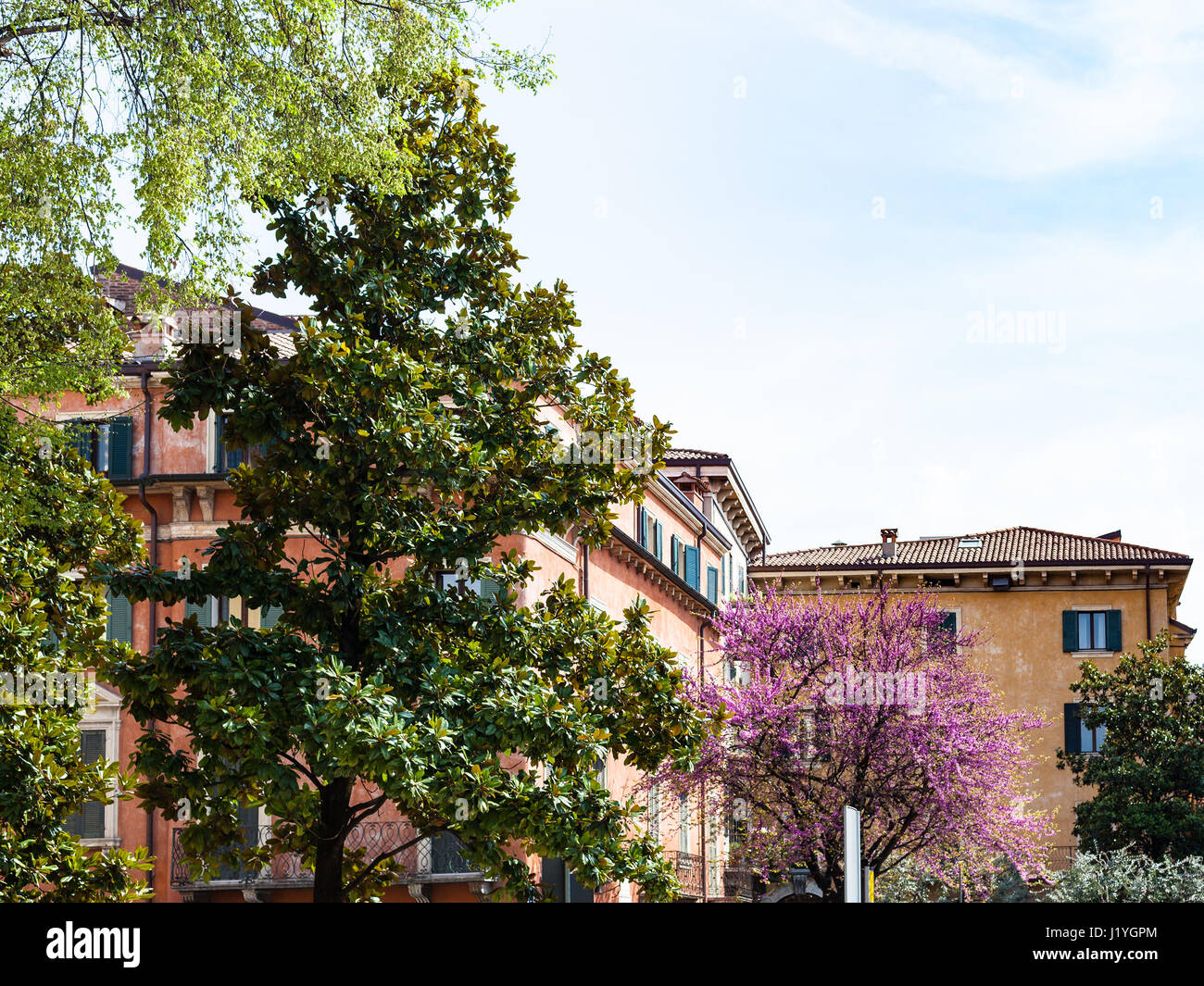 Voyage d'Italie - les arbres urbains dans la ville de Vérone au printemps Banque D'Images