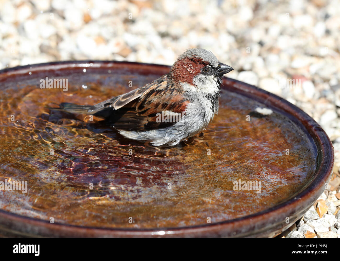 Close up of a House Sparrow baignant dans une cuvette d'eau Banque D'Images