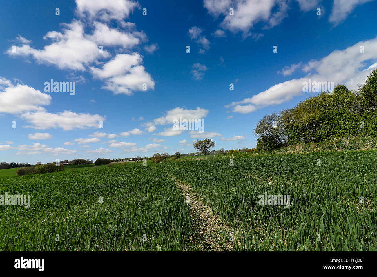 Ashton dans paysages Makerfield avril 2017, montrant les divers champs de l'espace et du ciel sur une journée ensoleillée Banque D'Images