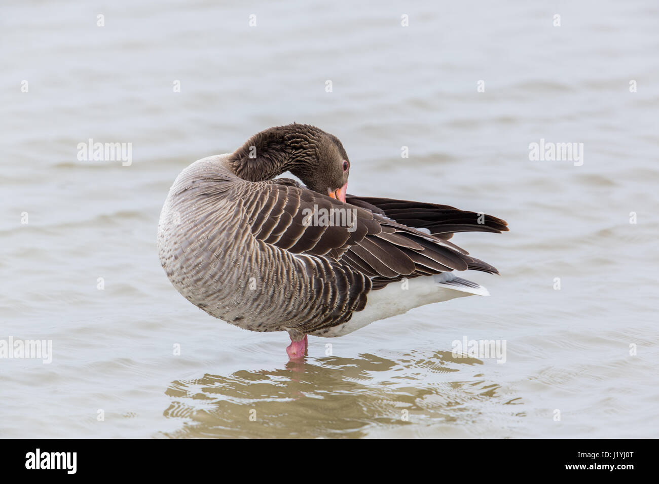 Portrait naturel de toilettage permanent grey goose (Anser anser) dans de l'eau Banque D'Images