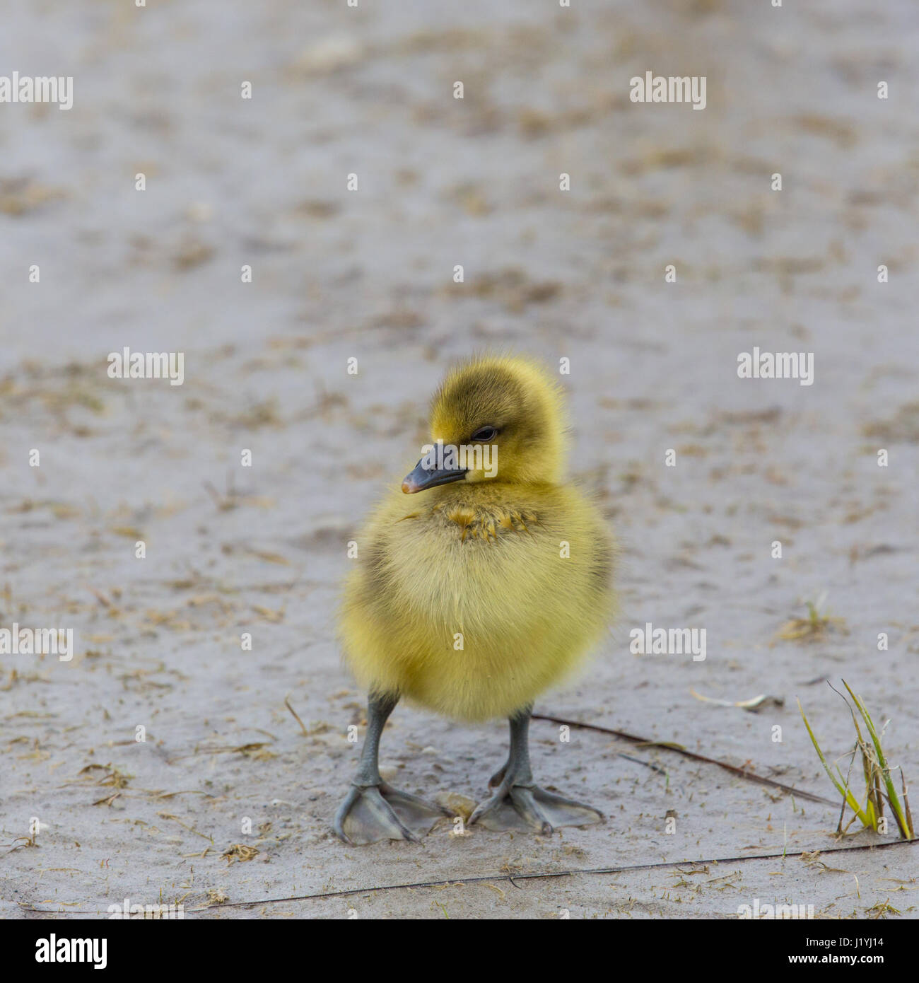 Mignon bébé jaune grey goose (Anser anser) debout dans la boue Banque D'Images