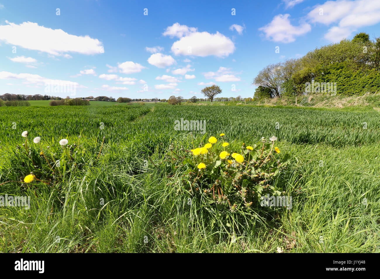 Ashton dans paysages Makerfield avril 2017, montrant les divers champs de l'espace et du ciel sur une journée ensoleillée Banque D'Images