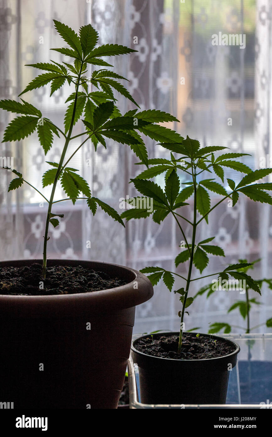 La culture illégale de marijuana dans des pots pour leur propre usage et l'automédication Banque D'Images