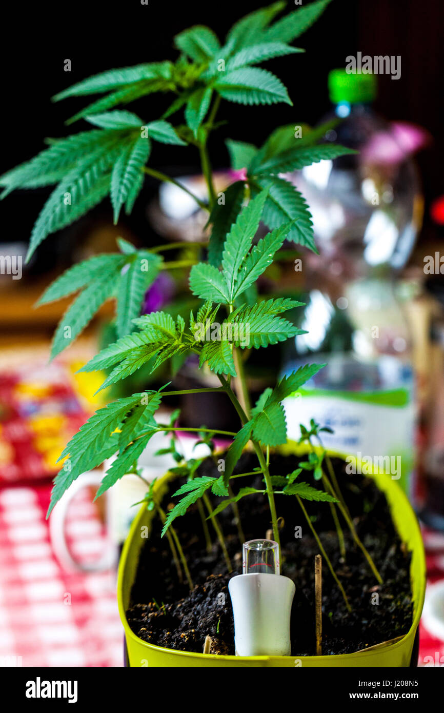 La culture illégale de marijuana dans des pots pour leur propre usage et l'automédication Banque D'Images