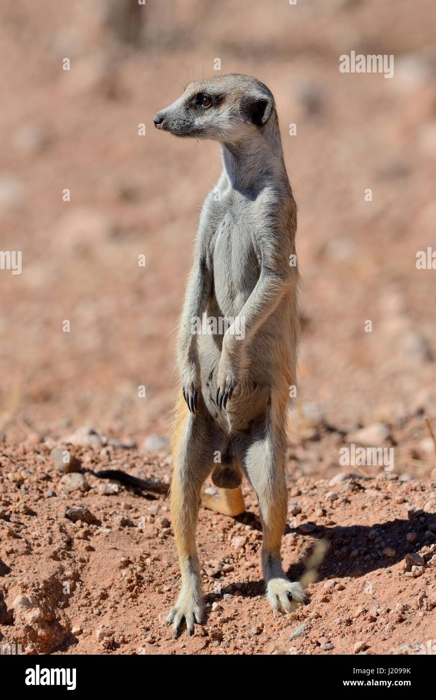 Meerkat (Suricata suricatta), mâle adulte, comité permanent sur le dessus de l'entrée du terrier, désert du Kalahari, la Namibie, région Hardap Banque D'Images