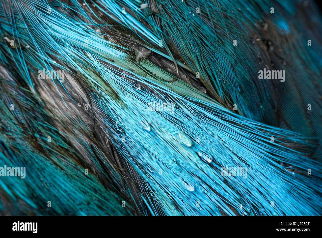 Les plumes de kingfisher commun Banque D'Images