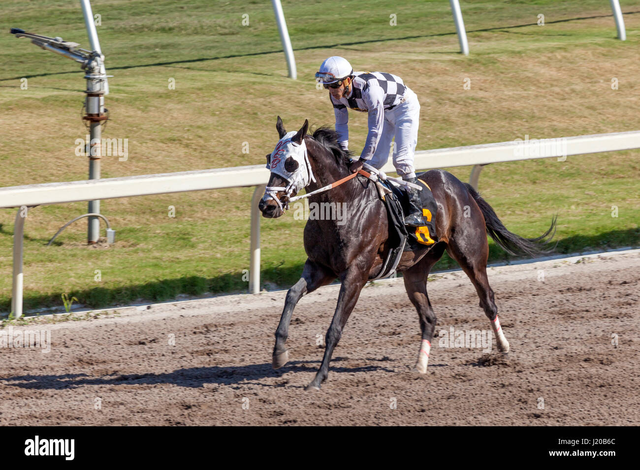 Hallandale Beach, FL, USA - 11 mars 2017 : les courses de chevaux au Gulfstream Park race track à Hallandale Beach, Florida, United States Banque D'Images