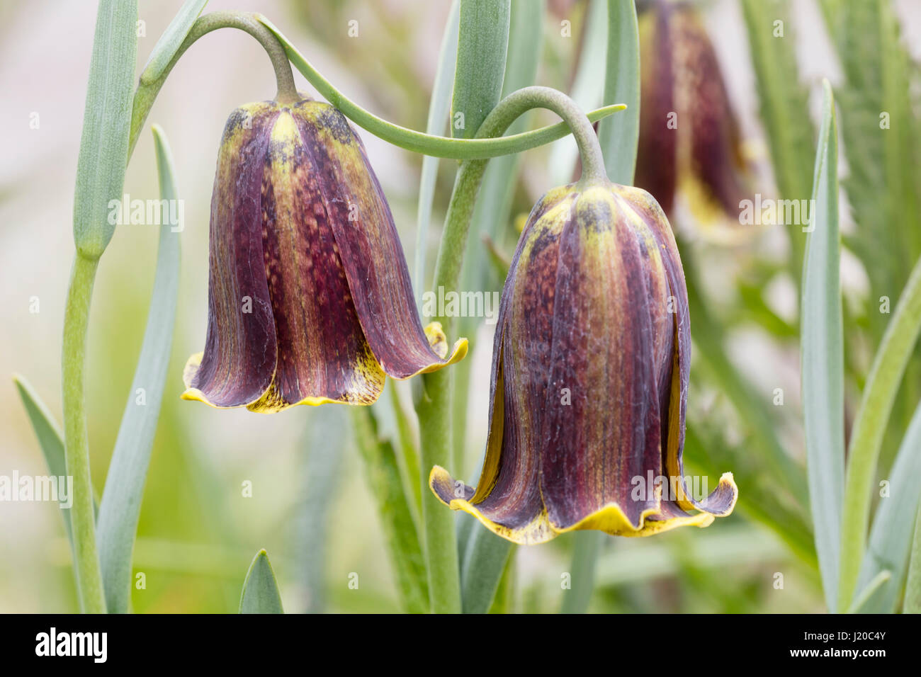 Printemps fleurs de Bell le bulbe d'argynne pyrénéen, Fritillaria pyrenaica Banque D'Images