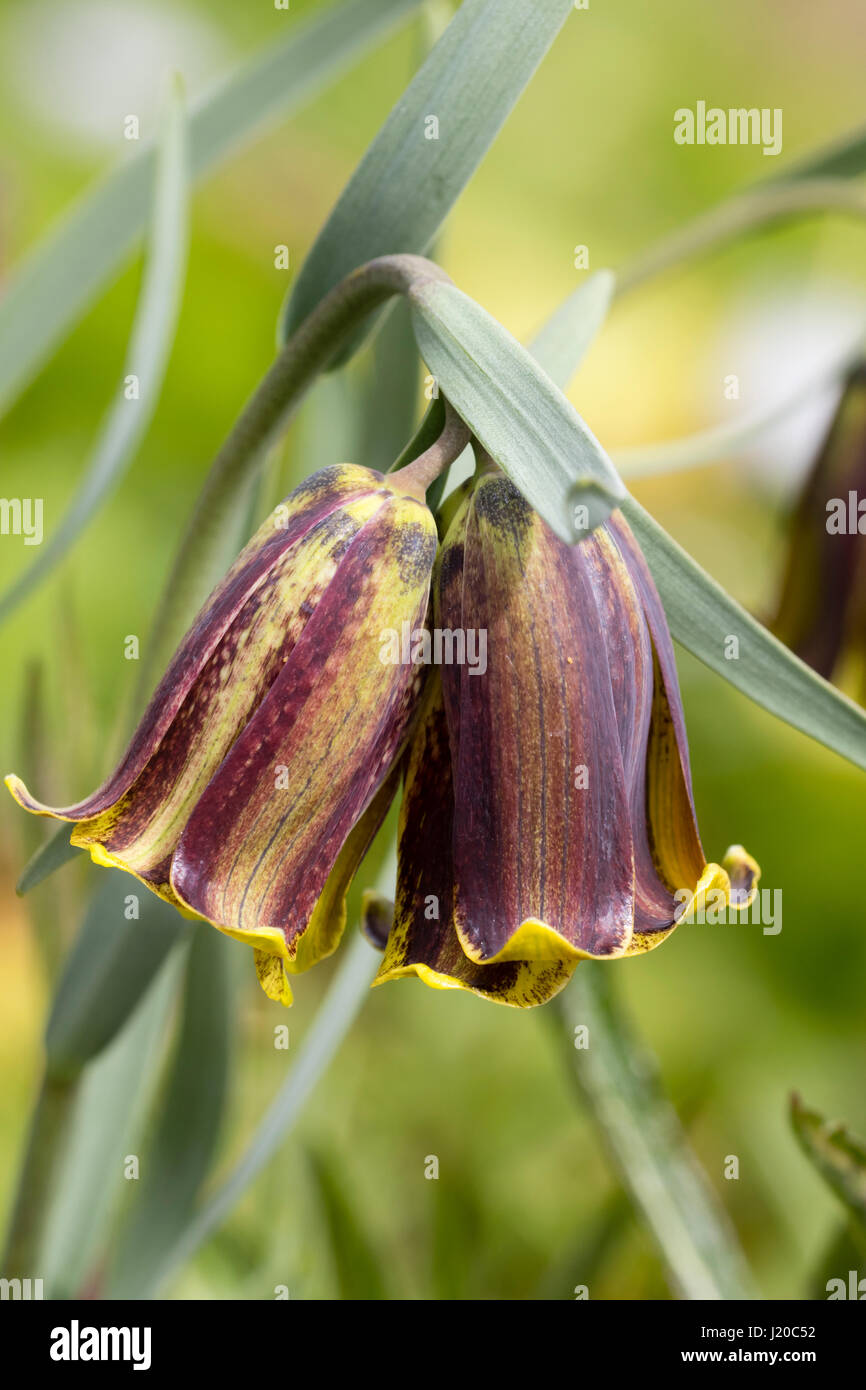 Printemps fleurs de Bell le bulbe d'argynne pyrénéen, Fritillaria pyrenaica Banque D'Images