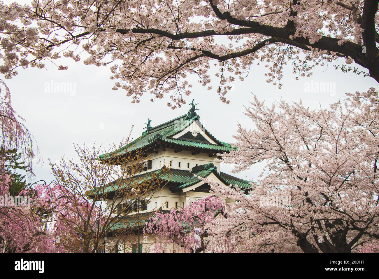 Château d'Hirosaki entouré par un grand nombre de beaux cerisiers Hanami dans festival, Japon Banque D'Images