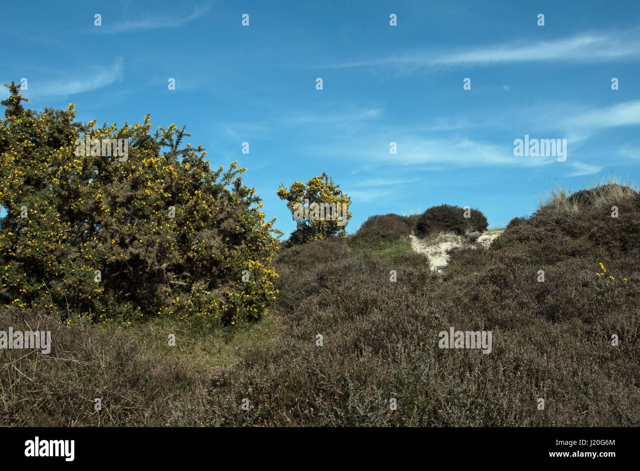 Studland Heath National Nature Reserve, Dorset. Banque D'Images