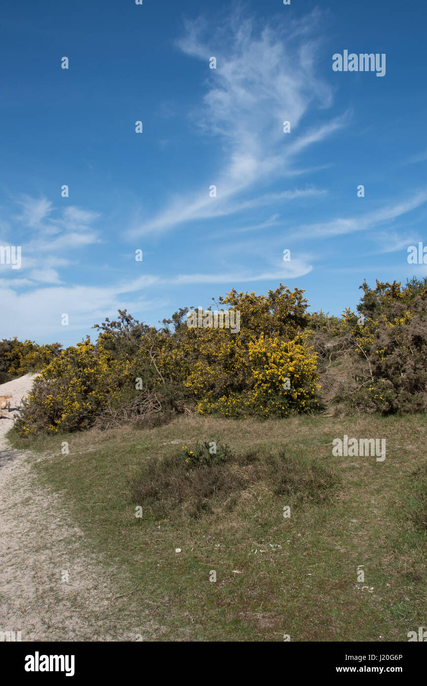Studland Heath National Nature Reserve, Dorset. Banque D'Images