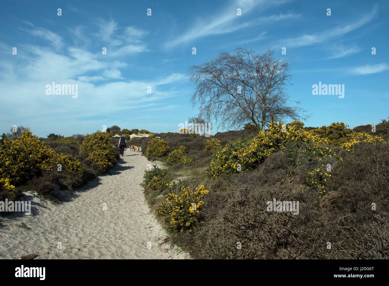 Studland Heath National Nature Reserve, Dorset. Banque D'Images