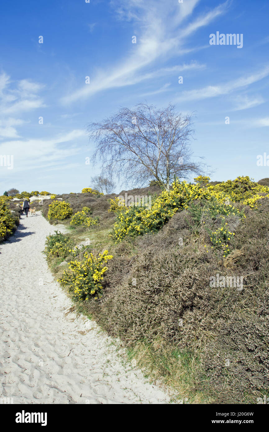 Studland Heath National Nature Reserve, Dorset. Banque D'Images