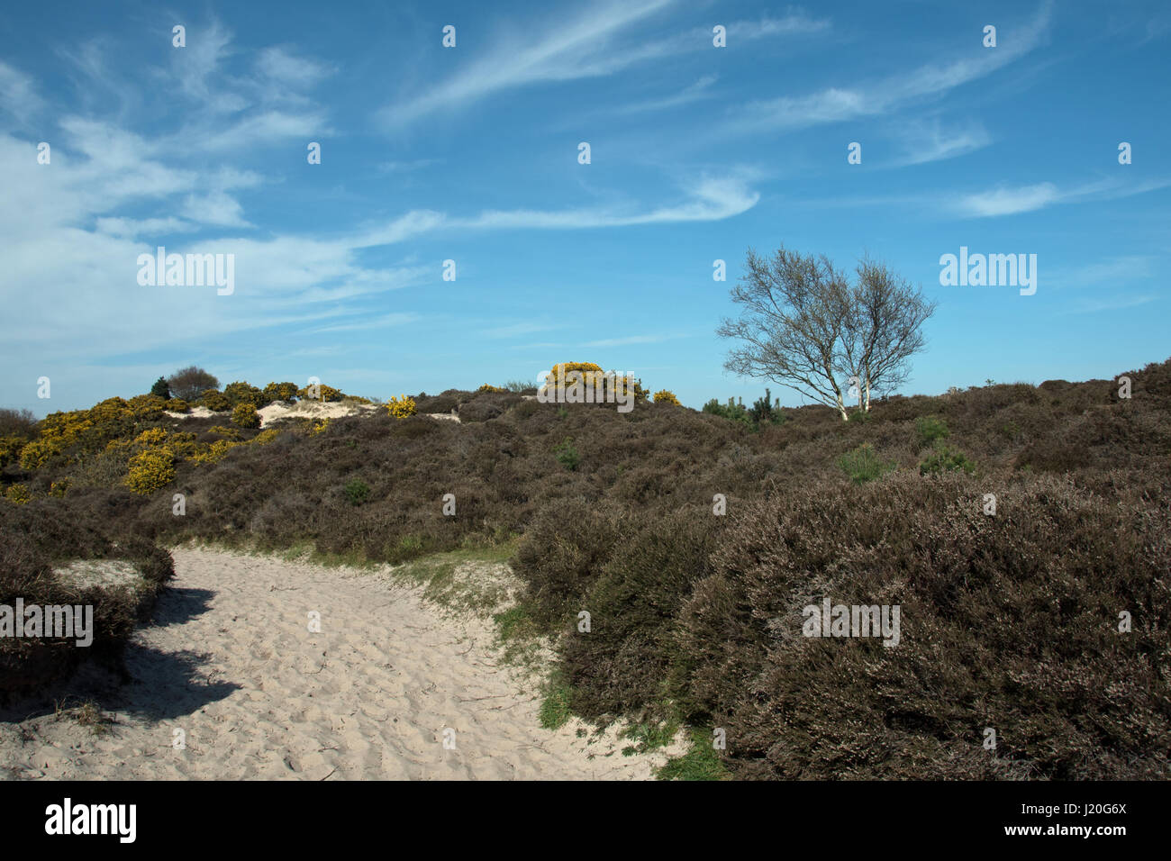Studland Heath National Nature Reserve, Dorset. Banque D'Images