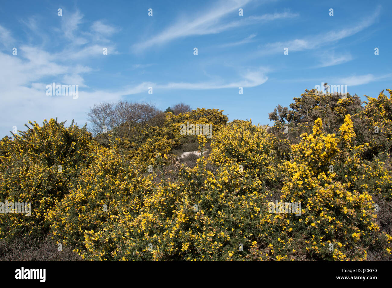 Studland Heath National Nature Reserve, Dorset. Banque D'Images