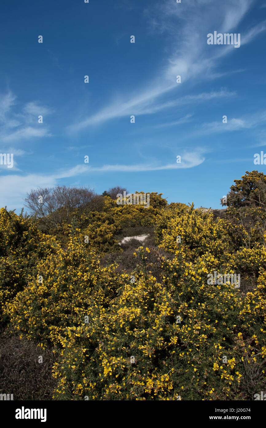 Studland Heath National Nature Reserve, Dorset. Banque D'Images