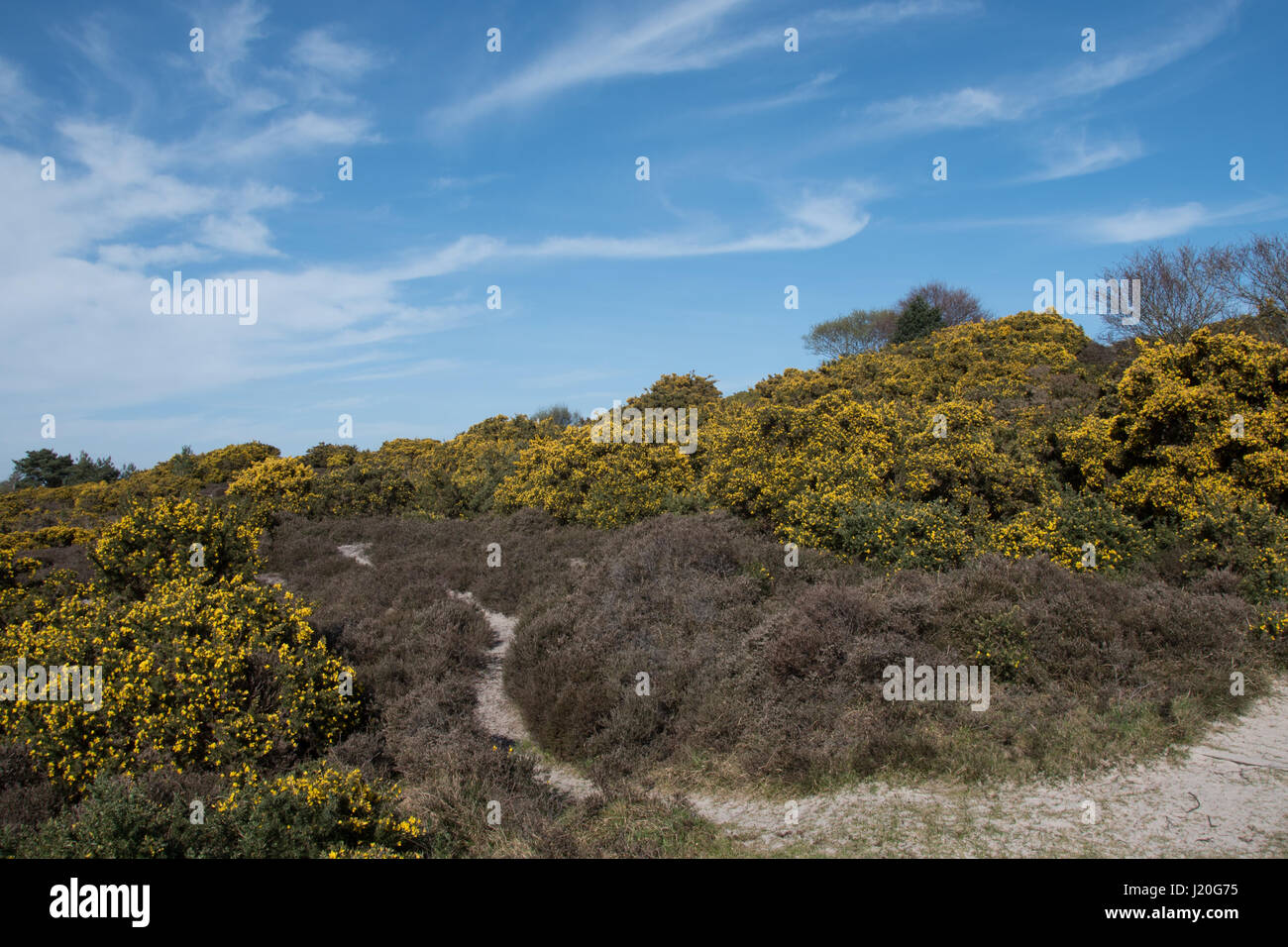 Studland Heath National Nature Reserve, Dorset. Banque D'Images