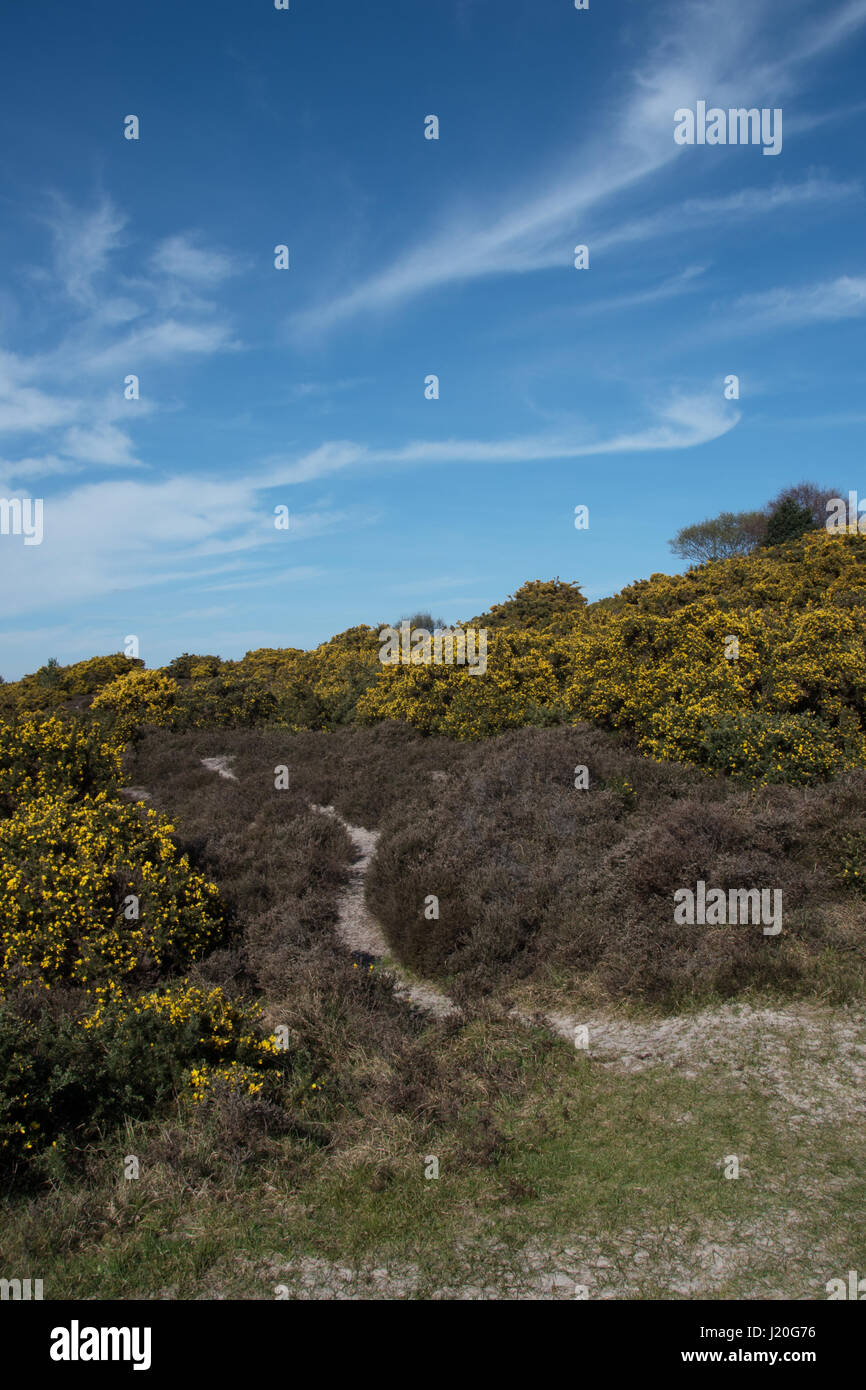 Studland Heath National Nature Reserve, Dorset. Banque D'Images