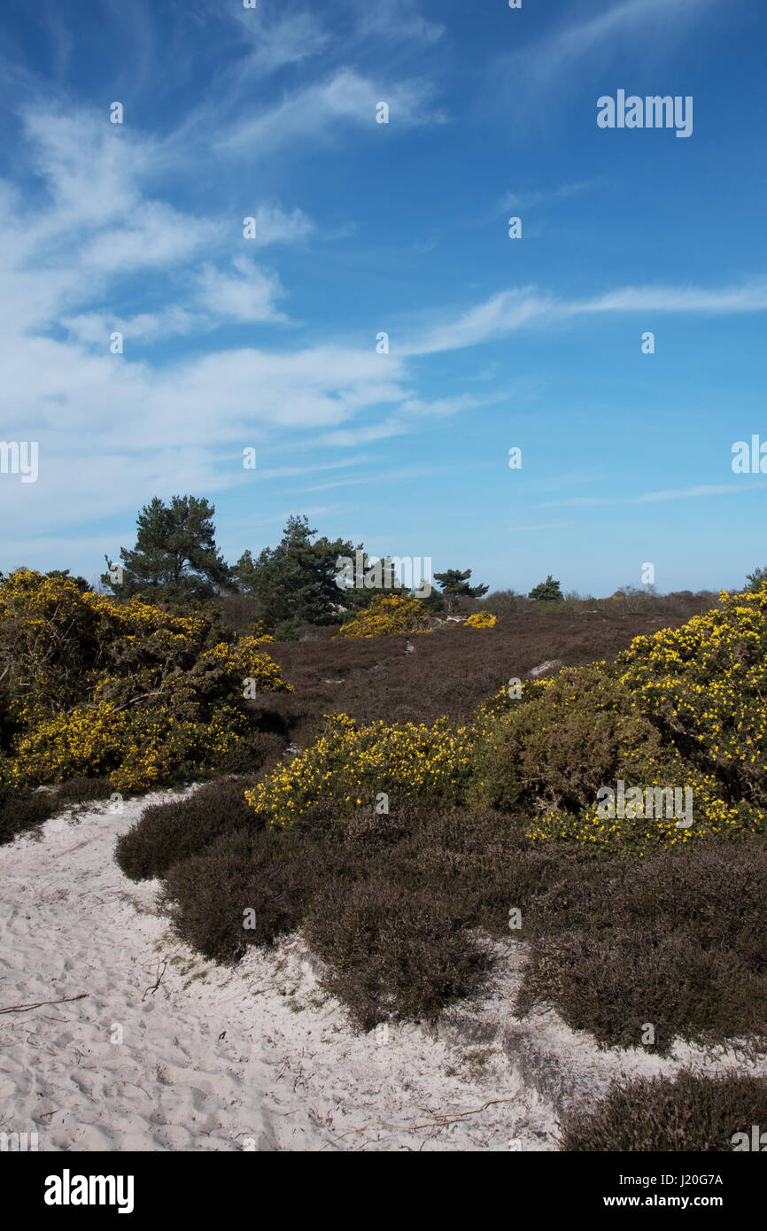 Studland Heath National Nature Reserve, Dorset. Banque D'Images