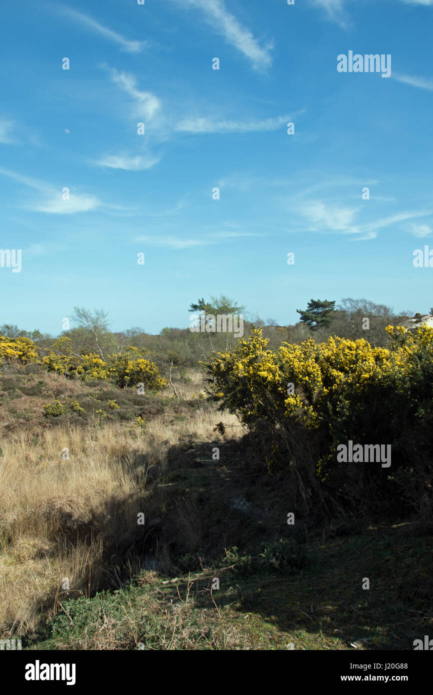 Studland Heath National Nature Reserve, Dorset. Banque D'Images