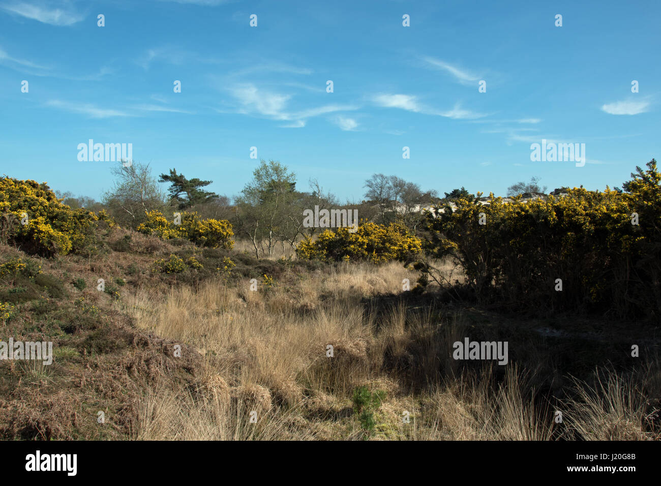 Studland Heath National Nature Reserve, Dorset. Banque D'Images