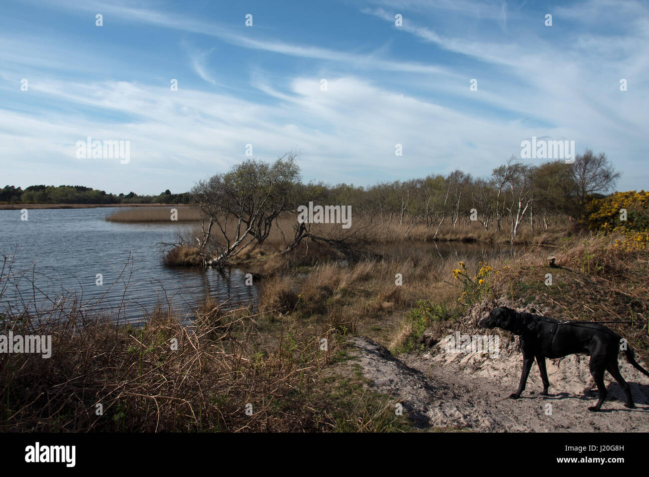 Un chien noir observe les animaux sauvages sur petite mer, Studland Heath. Banque D'Images
