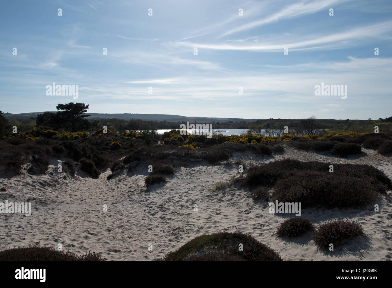 La réserve naturelle nationale de Purbeck, Studland, Dorset. Banque D'Images