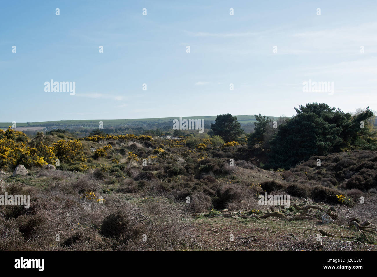 Studland Heath National Nature Reserve, Dorset. Banque D'Images