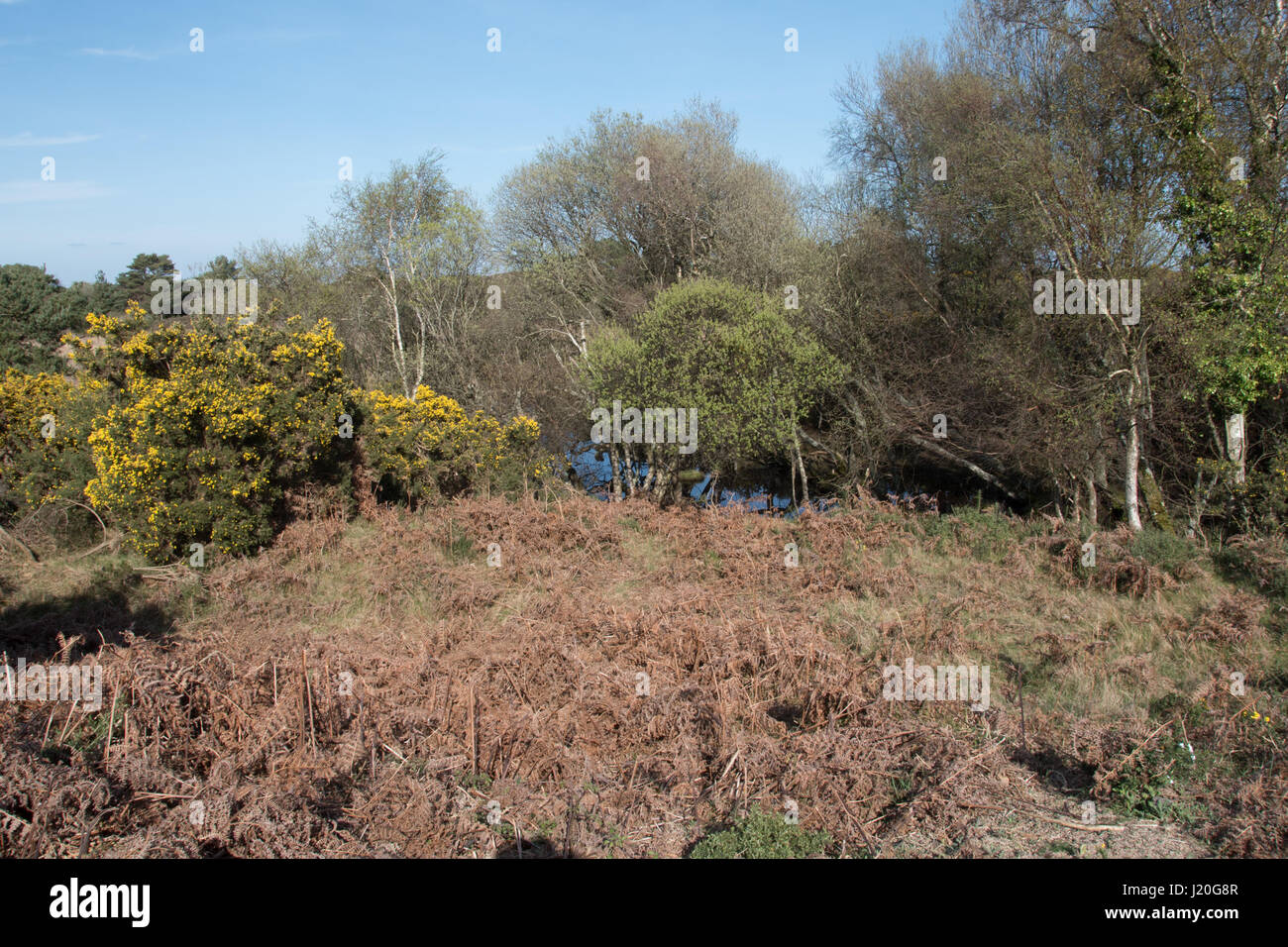 Studland Heath National Nature Reserve, Dorset. Banque D'Images